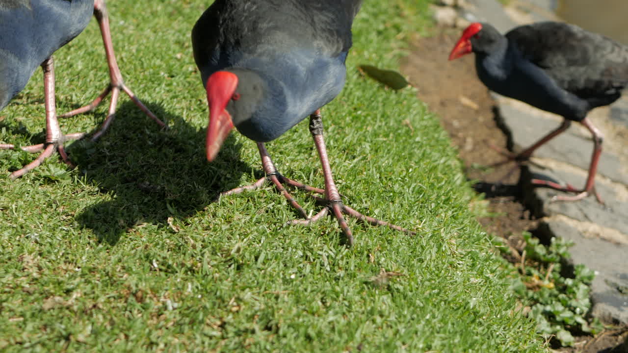 gallinas nadadas moradas alimentándose cerca del borde de un estanque