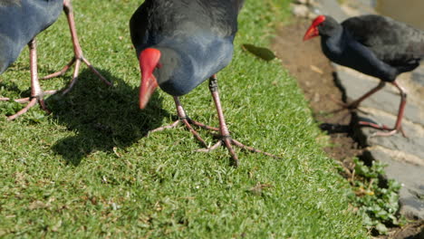 Gallinas-Nadadas-Moradas-Alimentándose-Cerca-Del-Borde-De-Un-Estanque