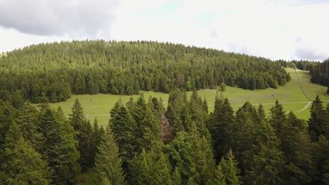 Vista-De-Un-Bosque-De-Abetos-En-Un-Pequeño-Monte