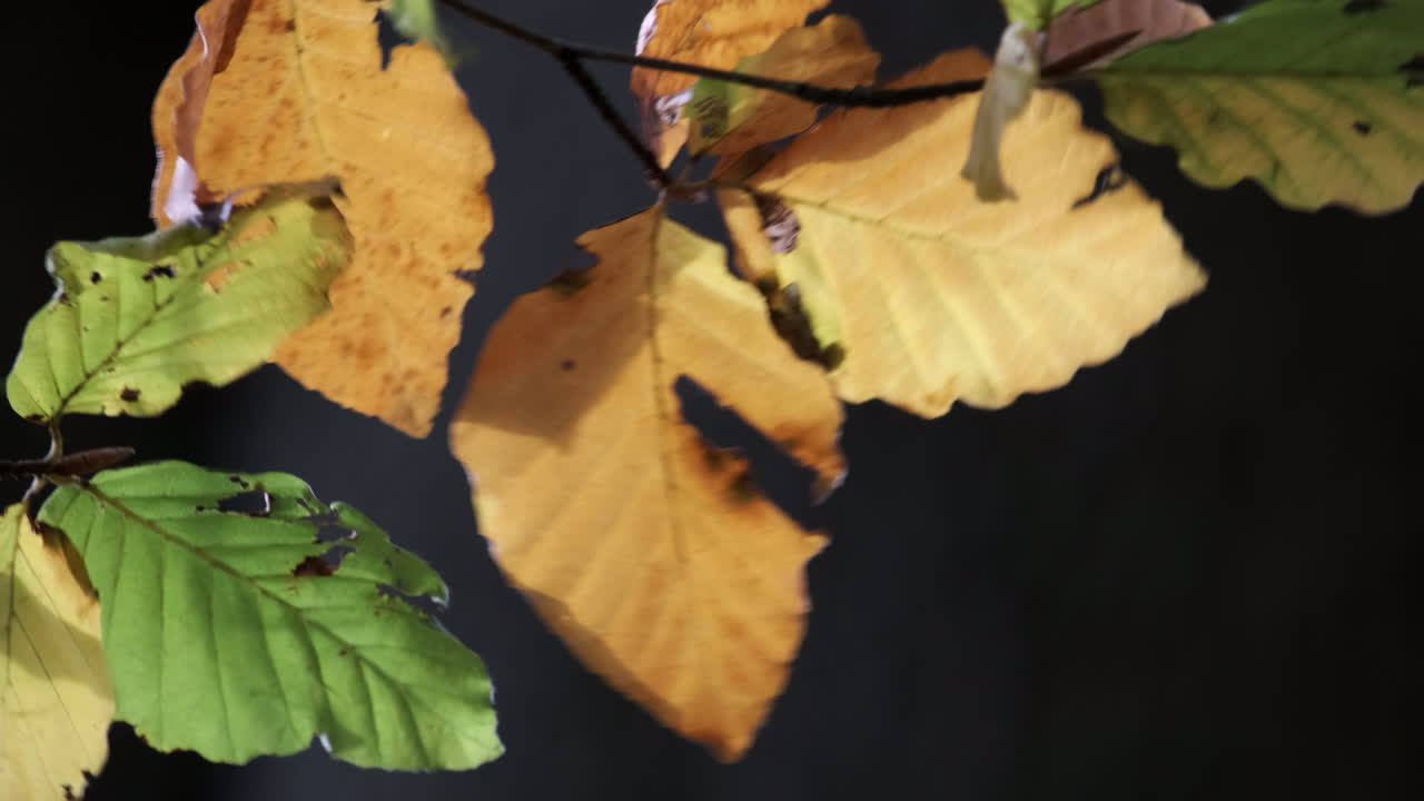 Close-up de Folhas em uma Faia Balançando com a Brisa Enquanto as Cores do Outono Começam a Surgir em uma Floresta em Worcestershire, Inglaterra