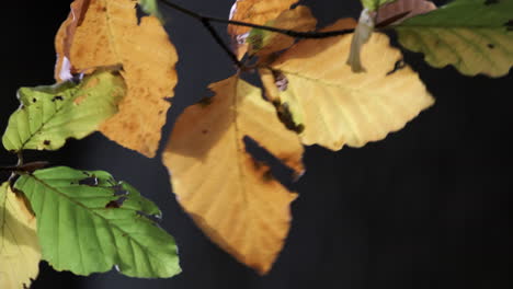 primer plano de las hojas de un árbol de haya que se mecen en la brisa mientras los colores del otoño comienzan a mostrarse en un bosque en worcestershire, inglaterra