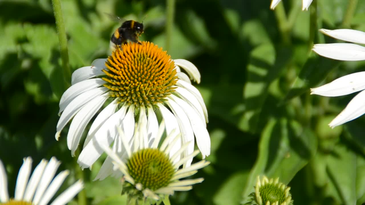Fiore