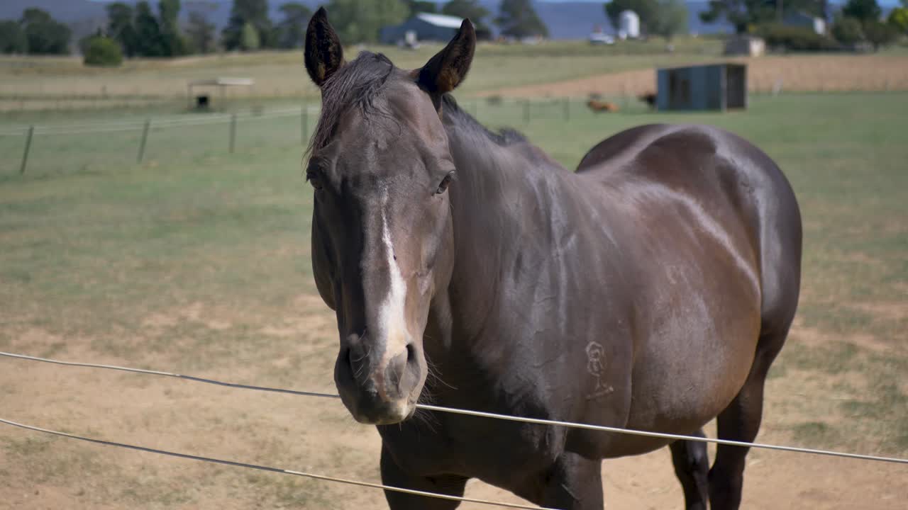 Slow motion view of horse stallion animal near fence in countryside farmland grassy meadow paddock property ranch in Australia rural suburbs town breed species outdoors pet companion steed
