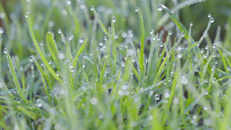 morning dew glistens on fresh green grass, symbolizing nature's serene start to the day