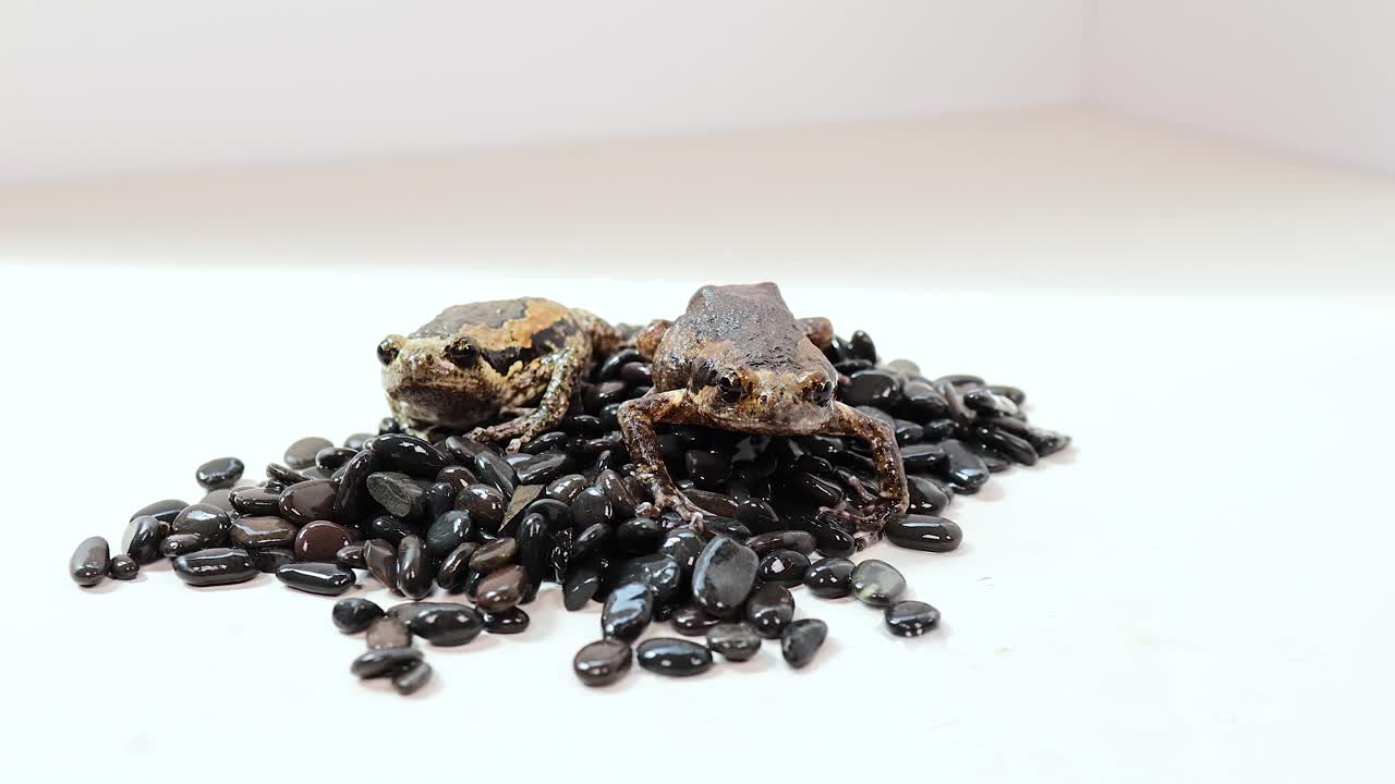 A Thai bullfrog sits on black beans in a well-lit, minimalistic environment. The video captures subtle movements and natural textures