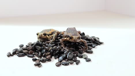 a thai bullfrog sits on black beans in a well-lit, minimalistic environment. the video captures subtle movements and natural textures
