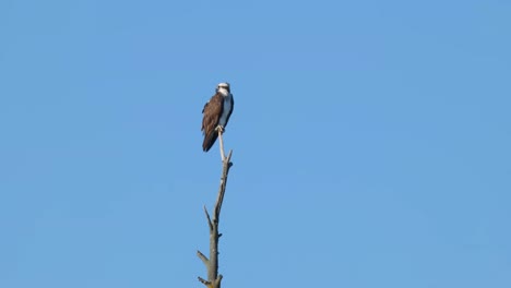 Un-águila-Pescadora-Posada-En-Una-Rama-Gira-La-Cabeza-Mirando-Hacia-El-Río-En-Island-Park,-Idaho.