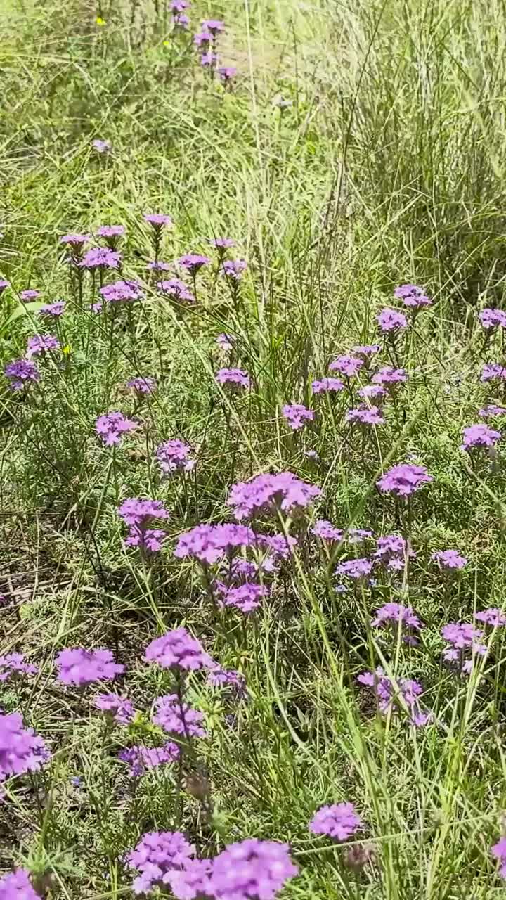 flores púrpuras vibrantes florecen en las exuberantes praderas