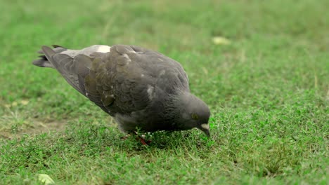 Pigeon-Bird-Walking-Eating-In-The-Grass,-Tight-Shot-of-Bird-In-Nature