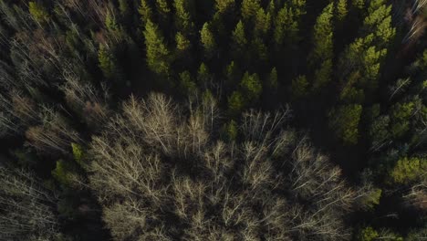 An-approaching-moving-aerial-drone-shot-of-the-Pidherny-Trail-and-Foothills-forest-during-the-summer-months-in-Prince-George,-northern-BC-which-ends-up-pointing-straight-down