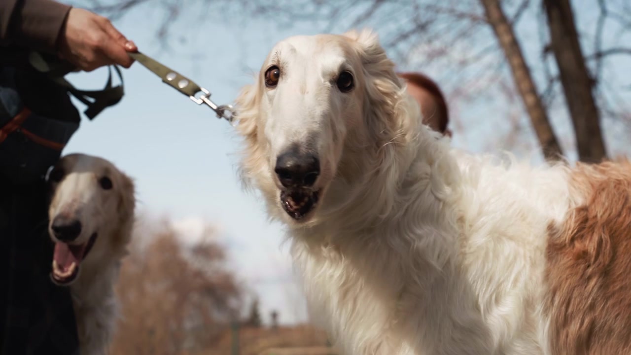 Due cani bianchi e marroni al guinzaglio stanno all'aperto, uno guarda direttamente la fotocamera mentre l'altro guarda altrove. La scena presenta un cielo azzurro limpido con alberi spogli sullo sfondo e un'illuminazione naturale soffusa.
