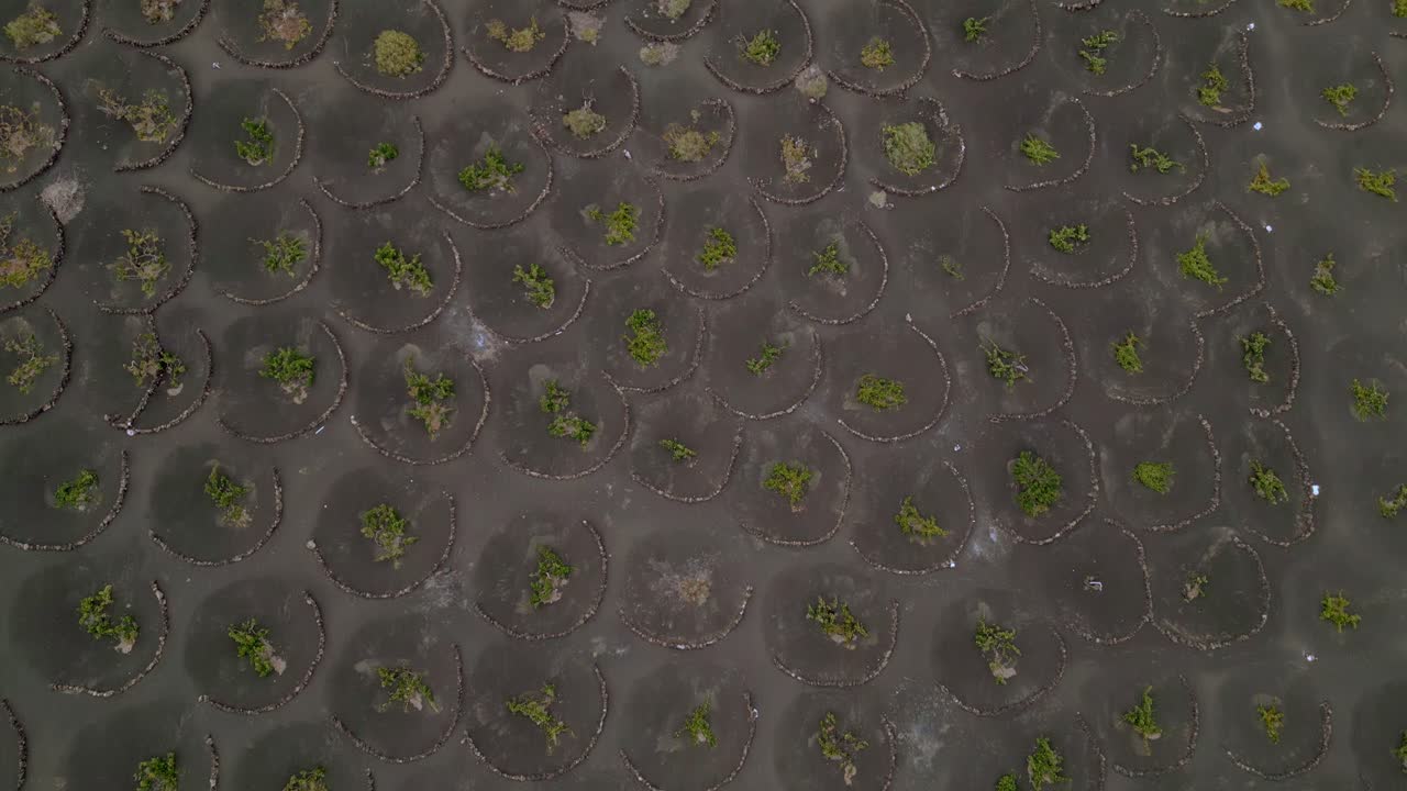 Aerial View of Volcanic Vineyard