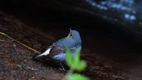 esta hembra de colirrojo plomizo no es tan colorida como el macho pero seguro que es tan esponjosa como una bola de un lindo pájaro