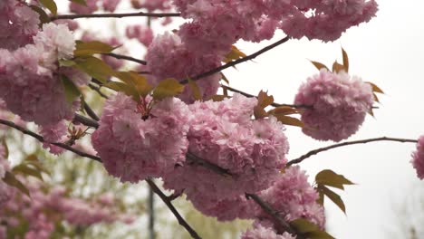 cerezo floreciente japonés cerca de la rama de un árbol colorido rosa clima nublado moody april