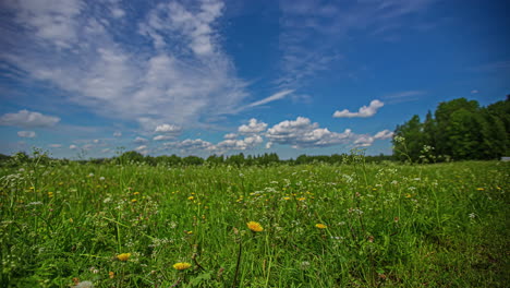 static shot of white cloud passing by in timelapse over wild yellow and white flowers in full bloom in green grasslands on a spring day