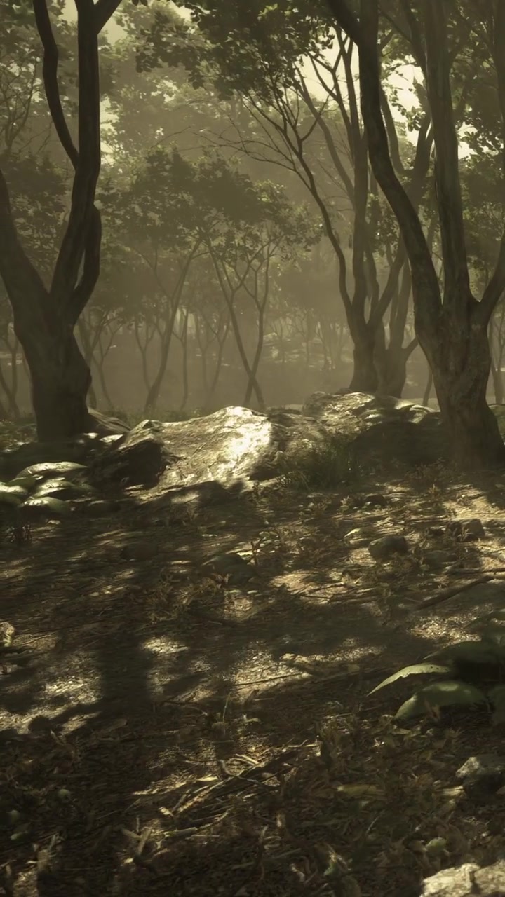 La luce del sole filtra tra gli alberi in una foresta tranquilla nel tardo pomeriggio.