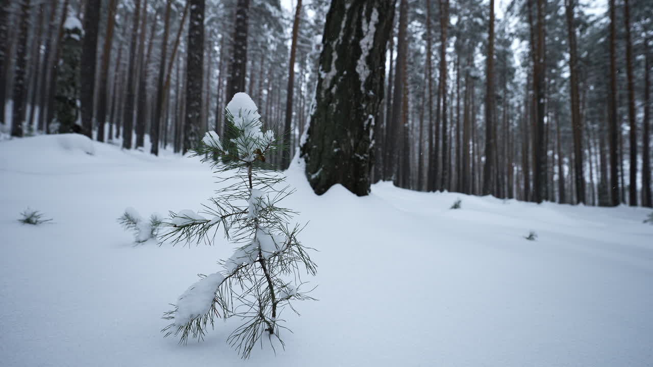 снежное сосновое дерево в зимнем лесу