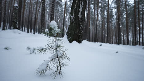 snowy pine tree in a winter forest