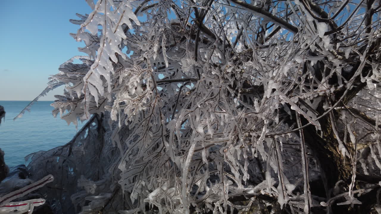 在安大略湖的荒涼海岸線上, 冰覆蓋的植被