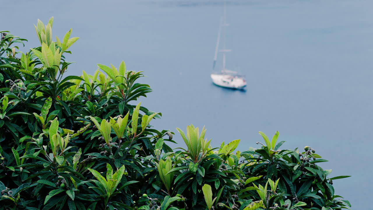 Close up of a green tree branch with a blurred background of a white boat floating on the sea