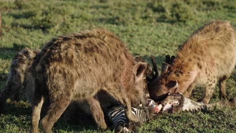 a reveal shot of a pack of hyenas eating a dead zebra in the wild landscape