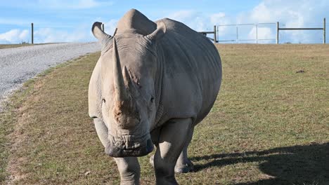 Mittleres-Nördliches-Breitmaulnashorn,-Das-Sich-Umschaut