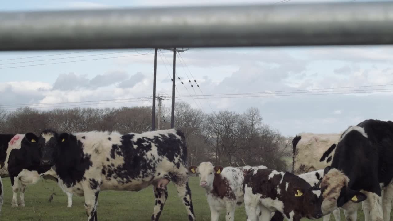 View of friesian cows and calves grazing on farmland through view of metal gate tilting crane shot