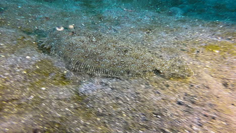 peacock flounder glides over sandy seabed, changes direction, stops