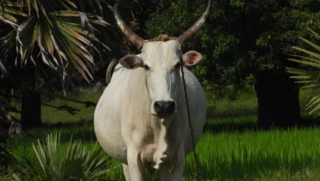 cow eating  grass - horns - white