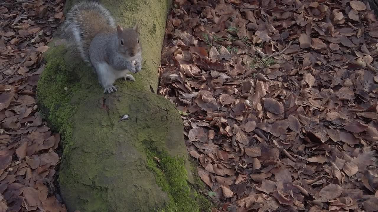 curiosa ardilla del bosque comiendo nueces en otoño parque forestal árbol raíz pan izquierda
