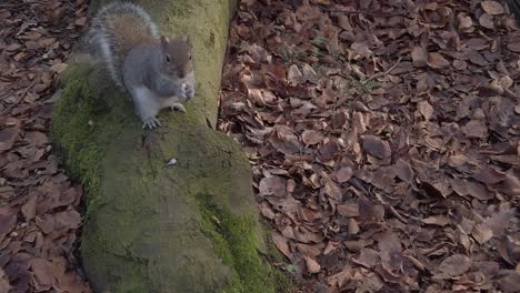 Curiosa-Ardilla-Del-Bosque-Comiendo-Nueces-En-Otoño-Parque-Forestal-árbol-Raíz-Pan-Izquierda