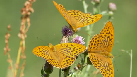 Tiro-De-Dron-De-Tres-Mariposas-Naranjas-Sentadas-En-Flores-Violetas-Chupando-Miel-A-Plena-Luz-Del-Día-En-Campos-Verdes