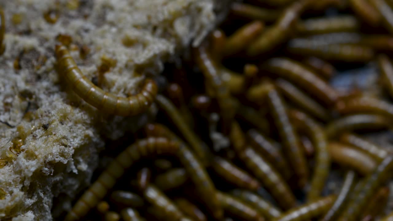 мучной червь - вид жука-чернотелки, используемый для кормления домашних животных, таких как рыбы, змеи, птицы и лягушки