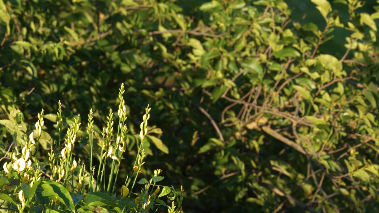 Inquadratura media statica di fiori di ginestra gialli che ondeggiano delicatamente contro uno sfondo di folto fogliame verde.