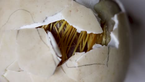 yellow baby duck moves inside egg, wet feathers seen through crack