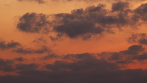 el cielo al atardecer con gaviotas
