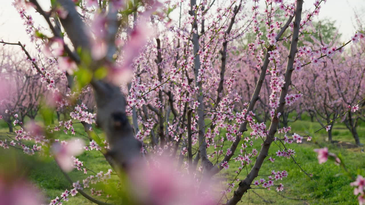 Blossoming Sakura Trees Swaying Under Blue Sky