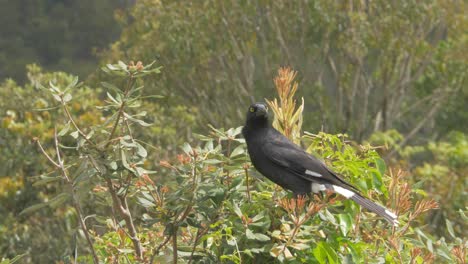 Gescheckter-Currawong-vogel,-Der-Auf-Baumkrone-In-O&#39;reillys-Regenwald-rückzugsort-Im-Frühling-Sitzt---Strepera-Graculina-An-Der-Goldküste,-Australien---Weitwinkelaufnahme