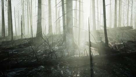 burned forest after a wildfire