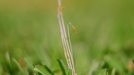 fotografía de cerca de la antera kikuyu desde la parte inferior hasta la punta de la antera