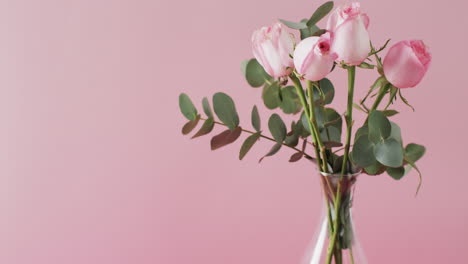 video of pink roses in glass vase with copy space on pink background