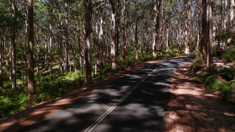 dolly avanza lentamente dentro del bosque en el camino de las cuevas, australia occidental