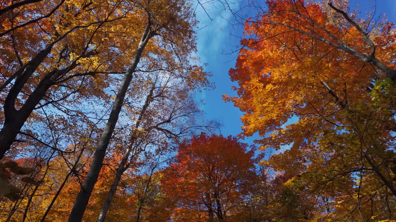 Vibrant autumn leaves in shades of red and orange cover trees in Mount Royal, Montreal, under clear blue skies, upward angle