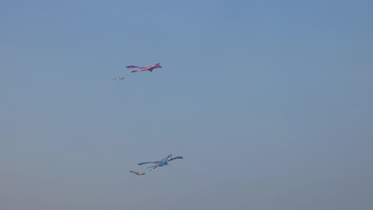 날개는 저녁 하늘을 날아다니고 내려갑니다.