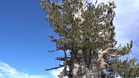 ウォーリー・ウォルドロンの木、樹齢1500年、南カリフォルニアのバーデン・パウエル山の頂上直下にある