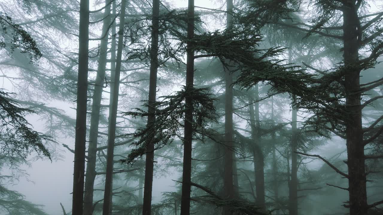 vista de arriba a abajo de grandes árboles de cedro dentro del bosque, clima brumoso, en las montañas del atlas, en el parque nacional de chrea - argelia
