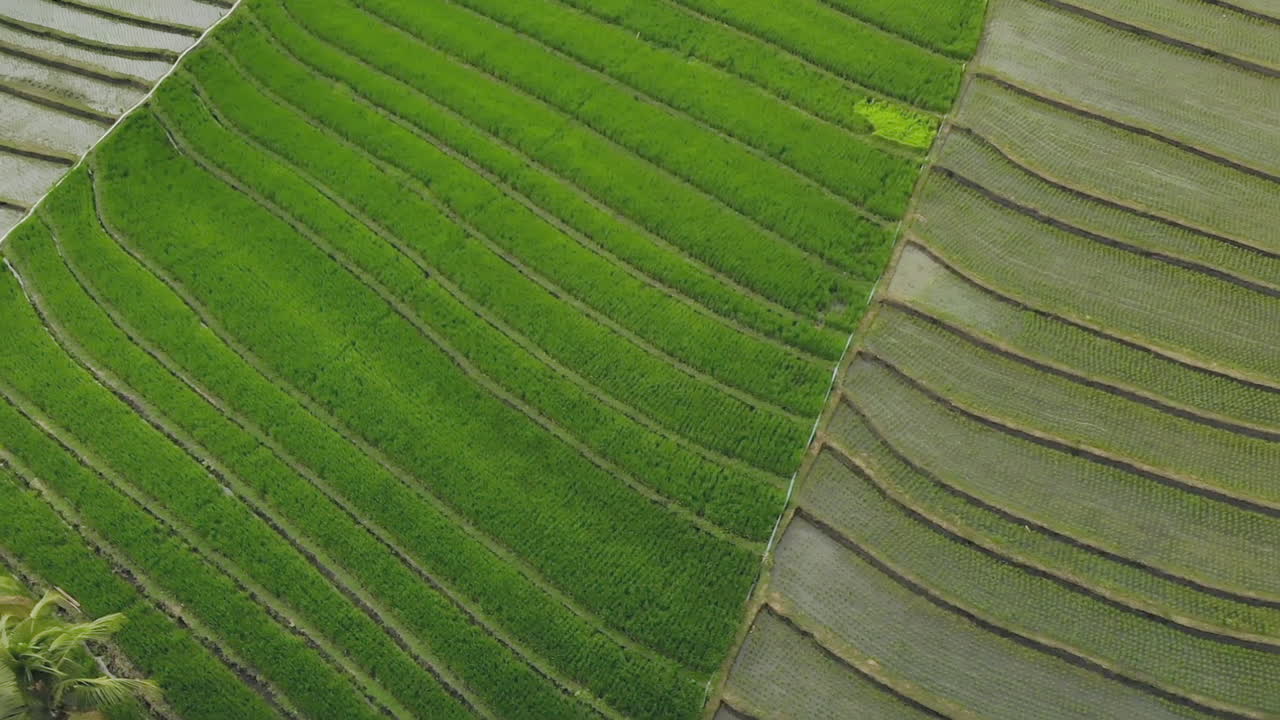 наклонный вид сверху вниз на азиатские рисовые поля