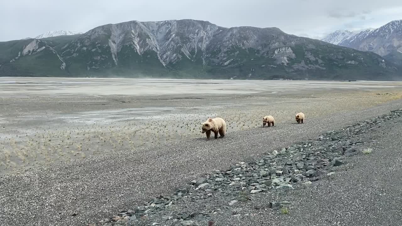 회색곰 엄마는 유콘에서 새끼들과 함께 걷고 있습니다.