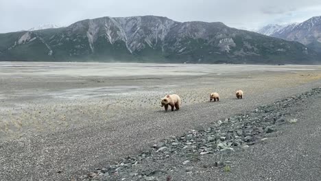 grizzly bear mom walks with cubs behind in yukon, long shot