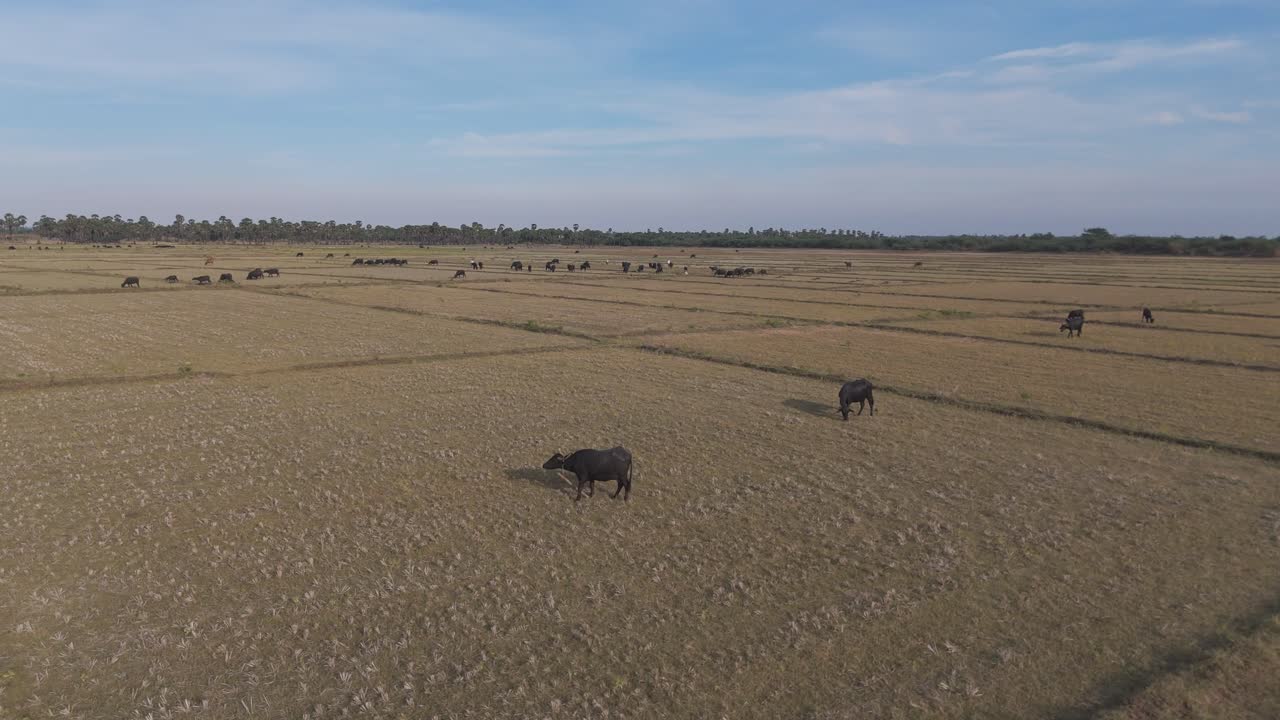Serene landscape view of Vijayawada’s countryside farmlands with cows